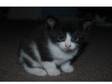 Gorgeous and fun kittens for sale. Our lovely cat Kiwi....
