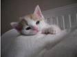Ginger & White 4 Month Old Boy Kitten For Sale. As our....