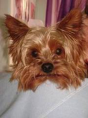 Yorkshire Terrier Stud Services for Sale