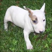 11 weeks old English Bull Terrier Puppies for sale
