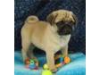 Pug Puppies for Sale Bring home a beautiful Sweet Apple....
