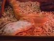 Adult Cornsnake for Sale Or Swap Yearling Boa